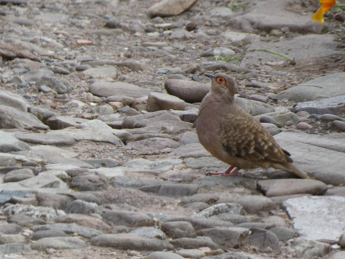 Bare-faced Ground Dove - James Court