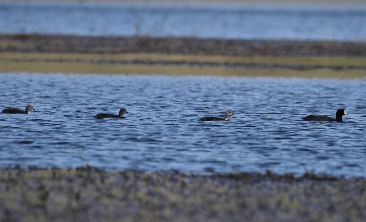 American Coot - Ligia y Carlos Marroquín Pimentel