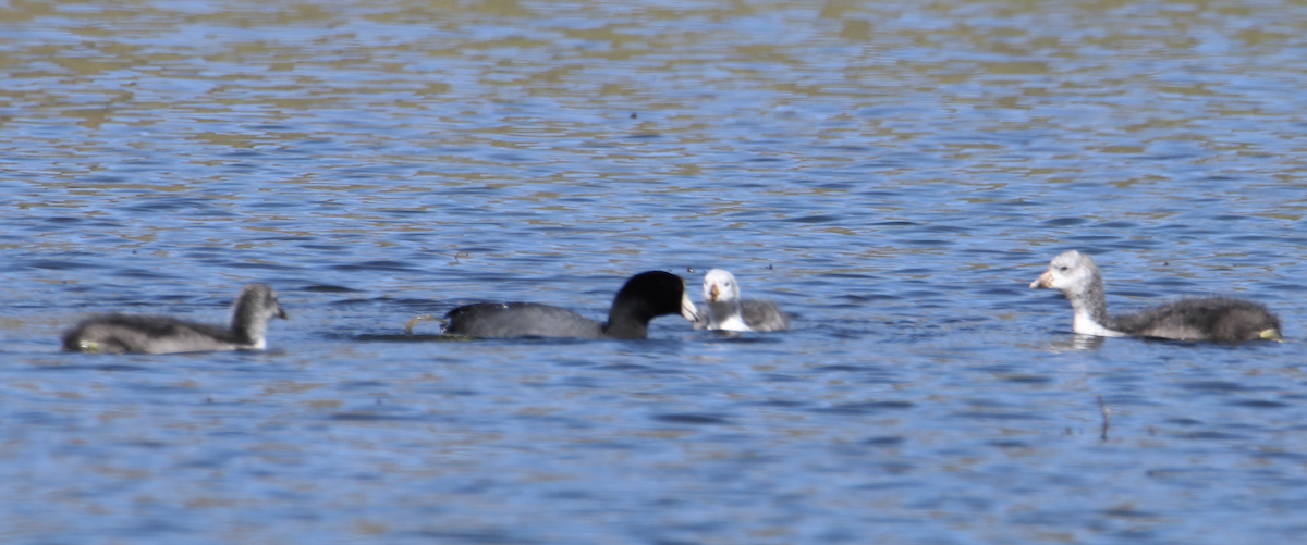 American Coot - ML212571061