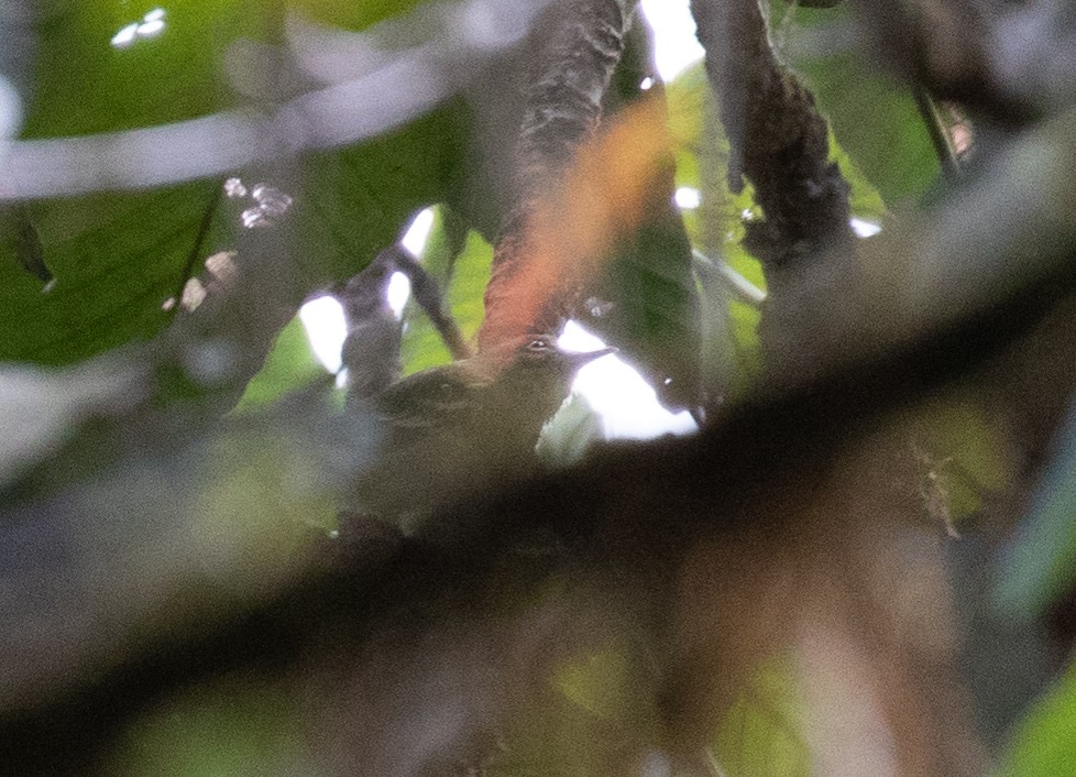 Choco Vireo - ML212571611