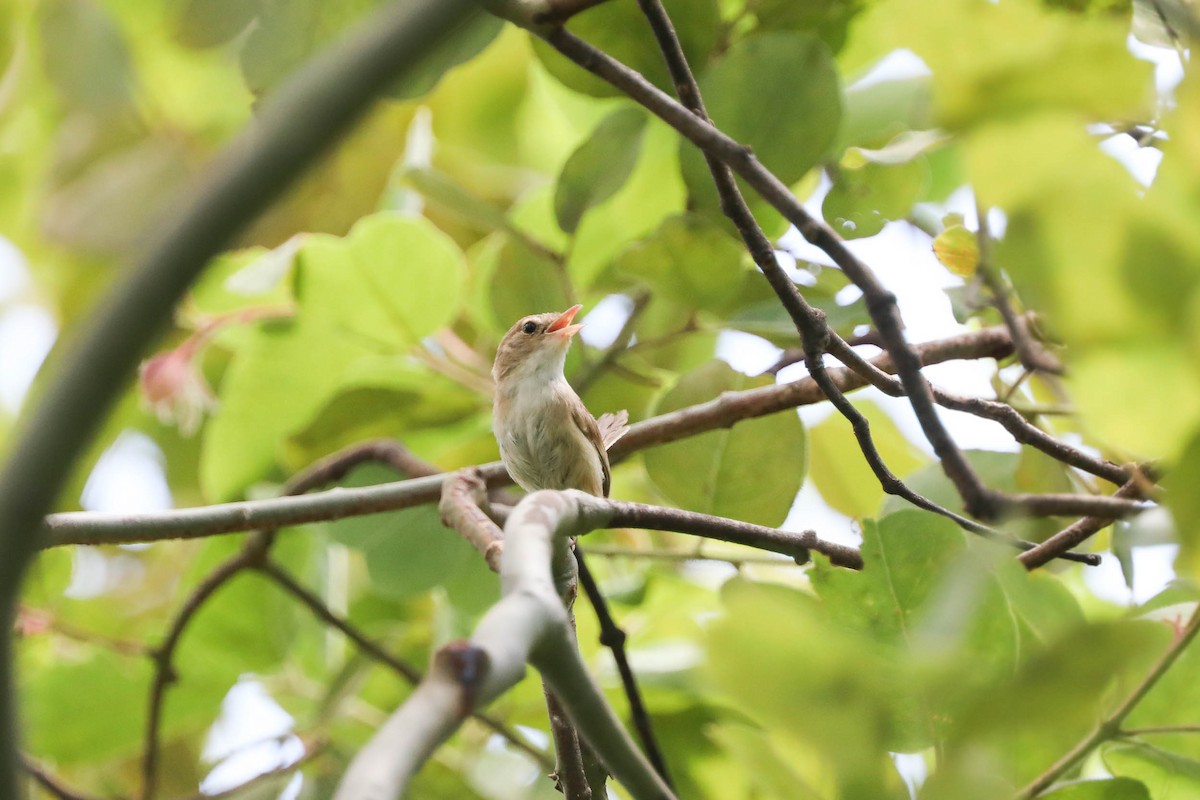 Red-backed Fairywren - ML212571851