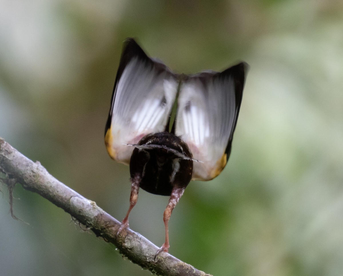 Club-winged Manakin - Joel Such