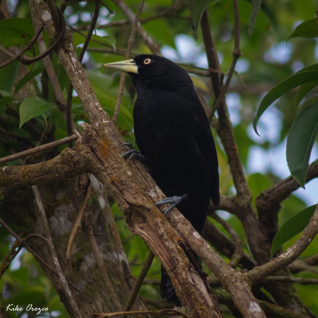 Yellow-billed Cacique - ML212574111