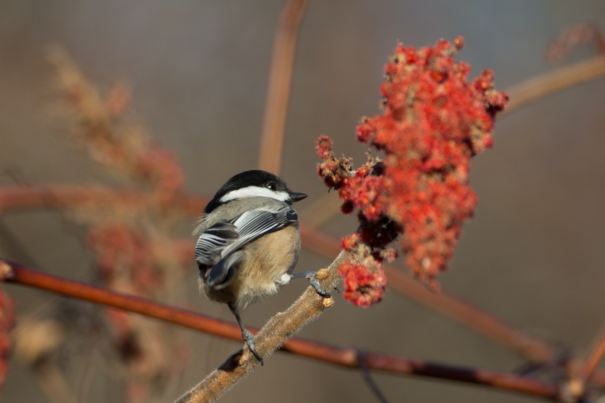 Black-capped Chickadee - Chris Wood