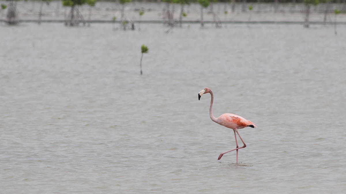 American Flamingo - ML212574821