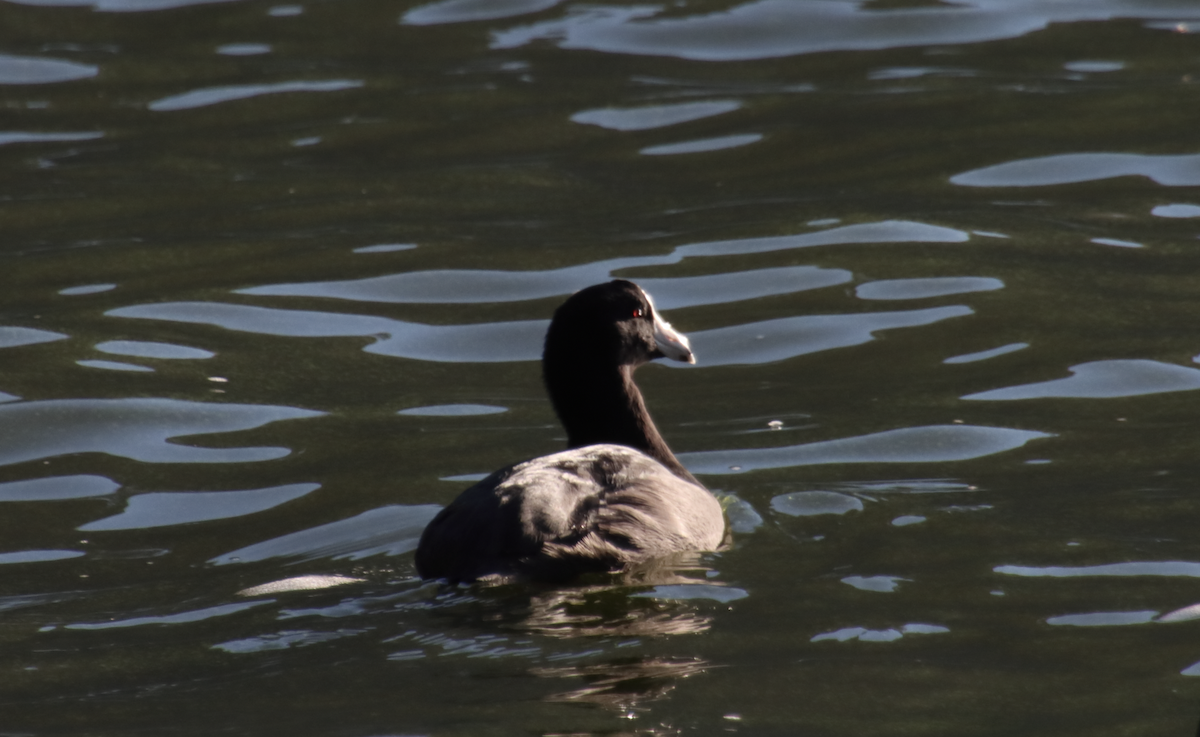 American Coot - ML212574911