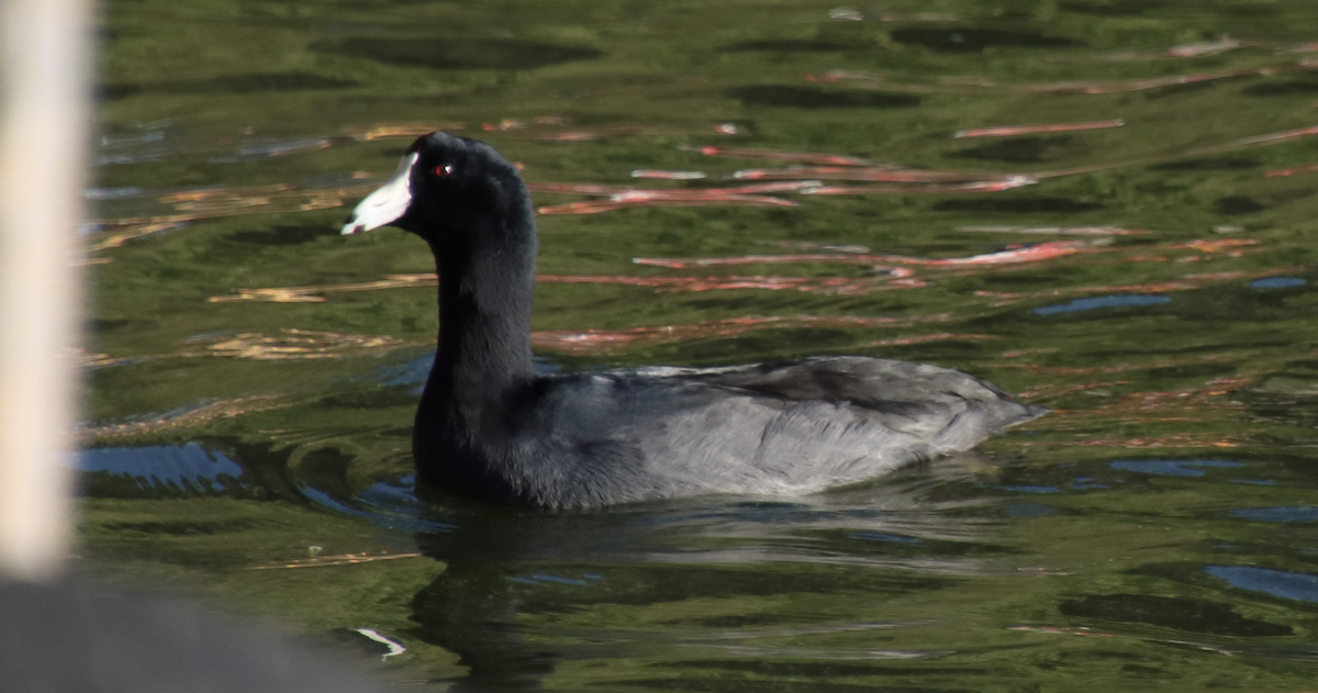 American Coot - ML212574991