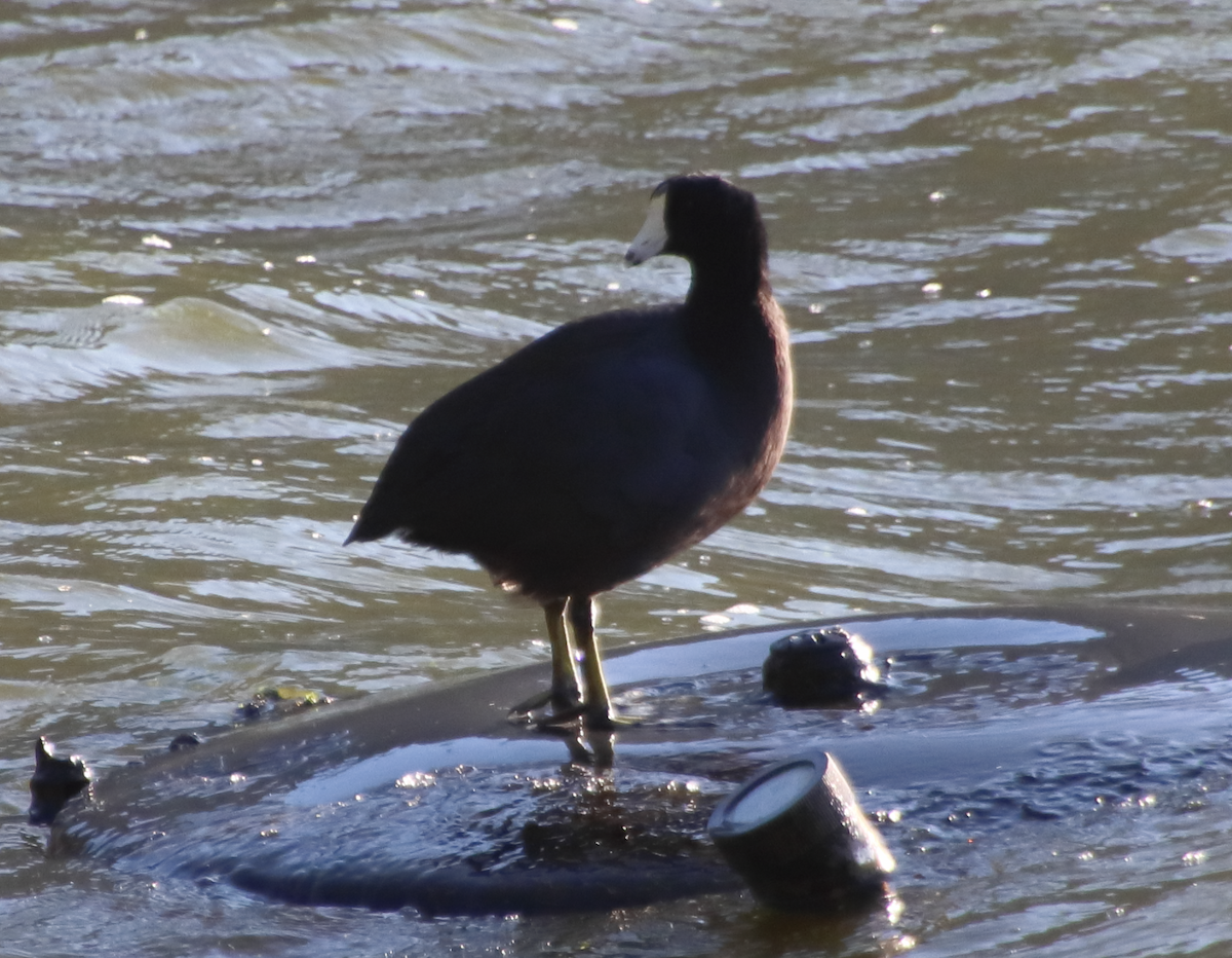 American Coot - Ligia y Carlos Marroquín Pimentel