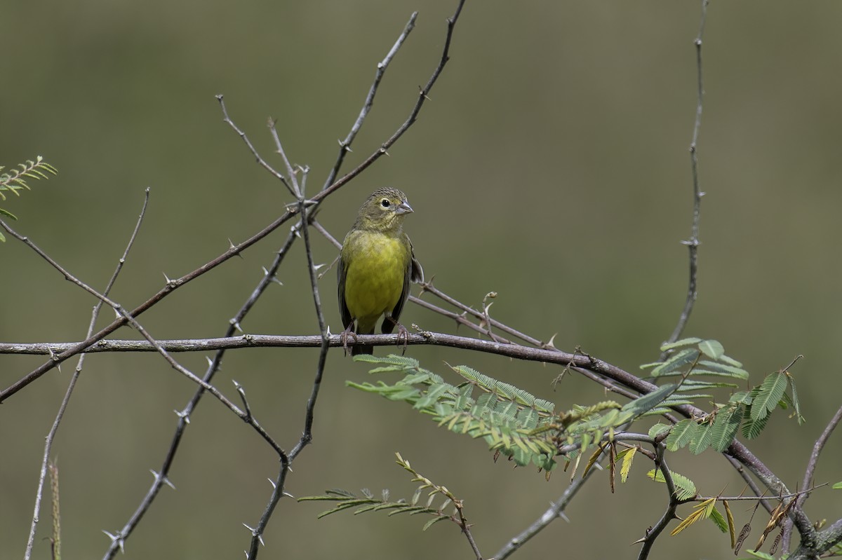 Grassland Yellow-Finch - ML212575271