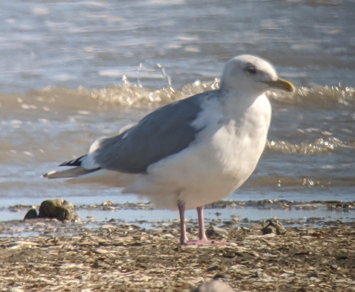Iceland Gull (Thayer's) - ML212576361