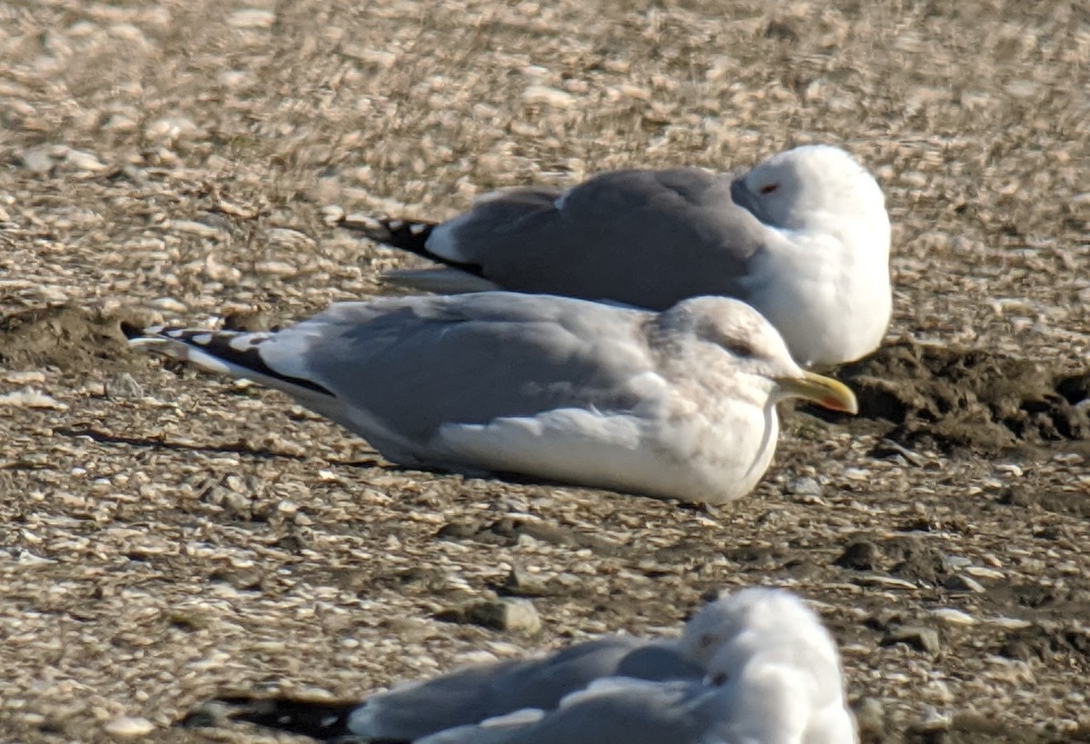 Iceland Gull (Thayer's) - ML212576371