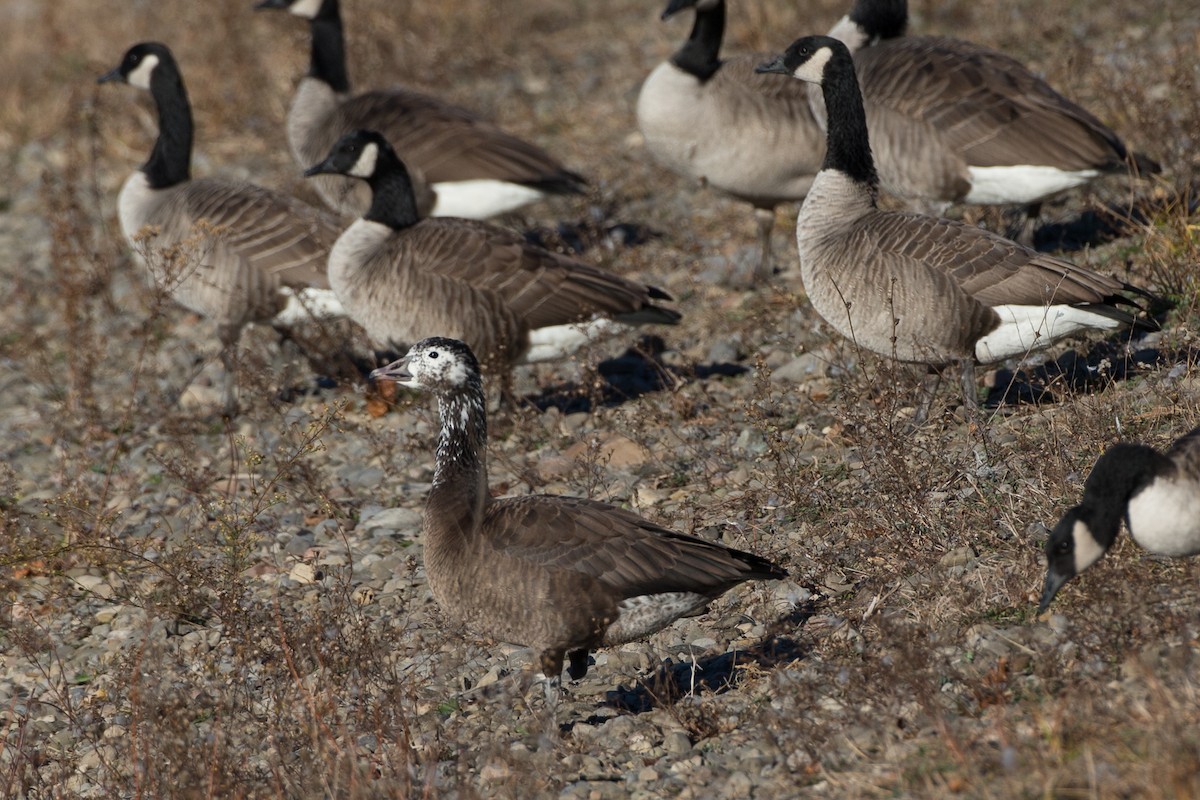 Snow x Canada Goose (hybrid) - ML21257711