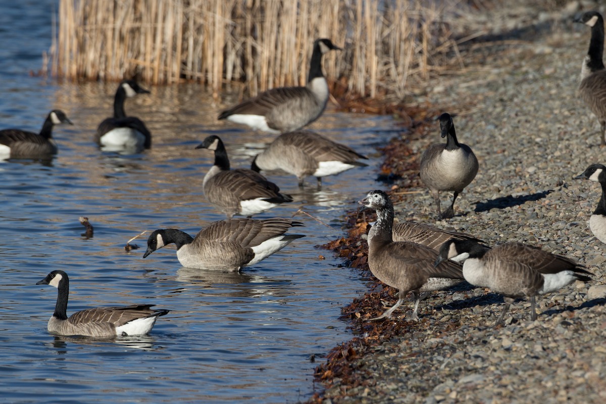 Snow x Canada Goose (hybrid) - ML21257741