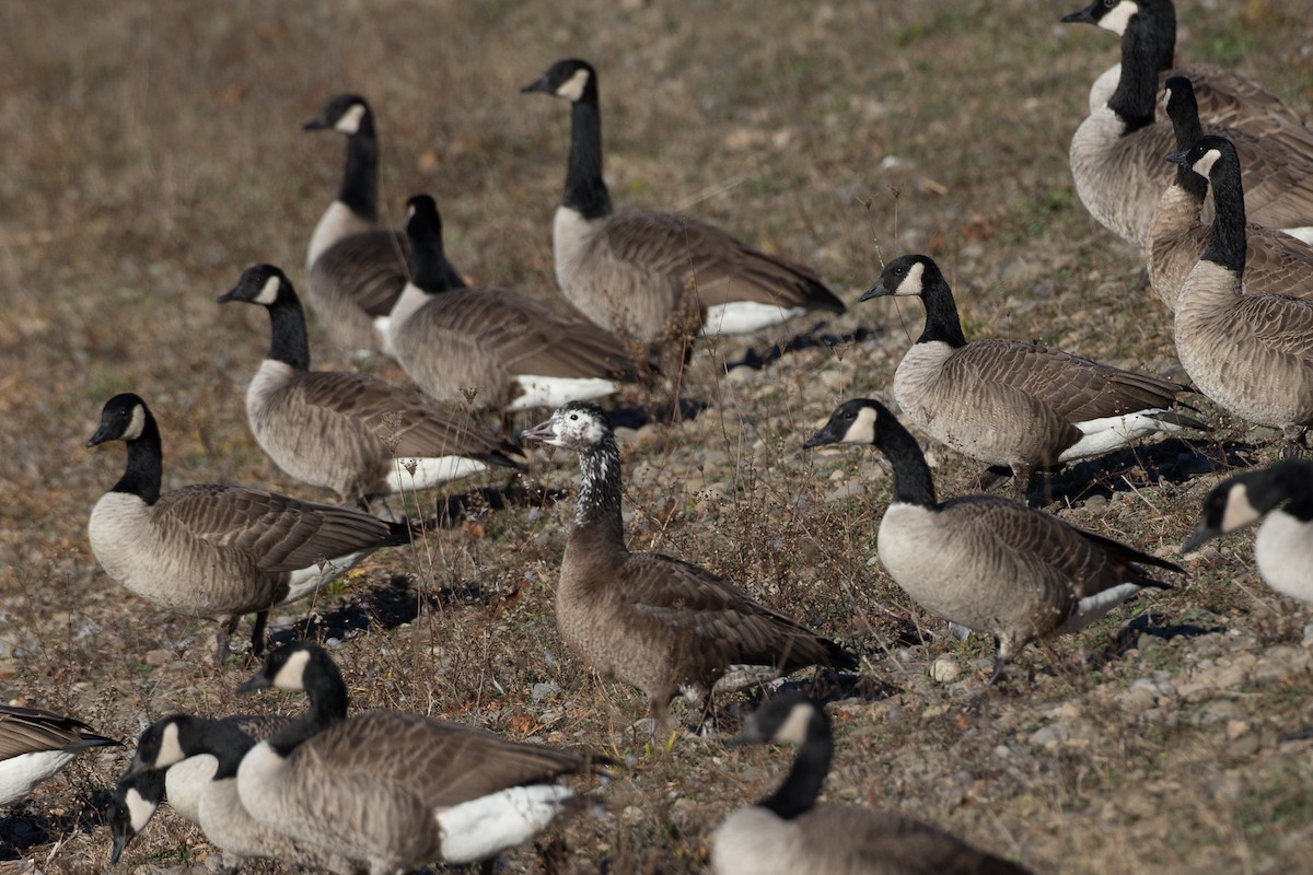 Snow x Canada Goose (hybrid) - ML21257751