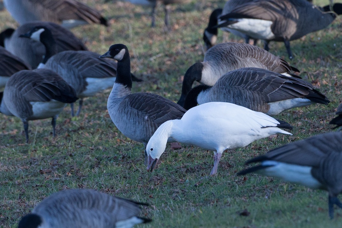 Snow Goose - ML21257771