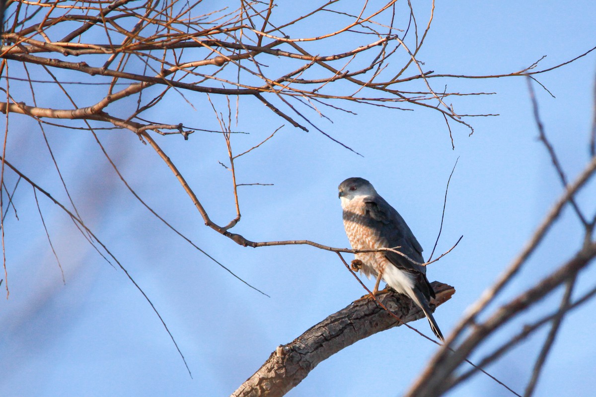 Cooper's Hawk - Diane Naluzny