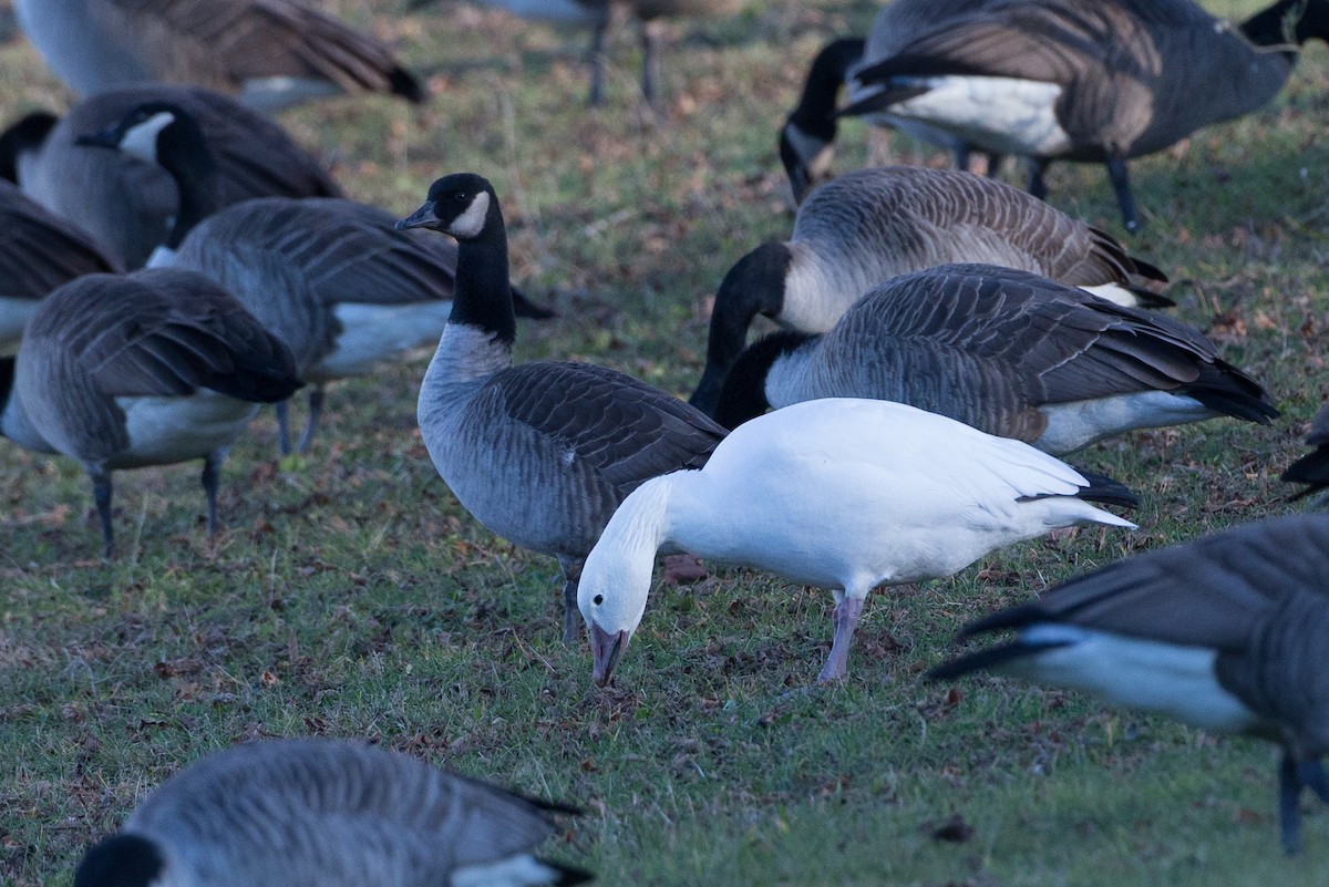 Snow Goose - Chris Wood