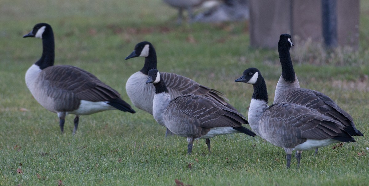 Canada Goose - ML21257811