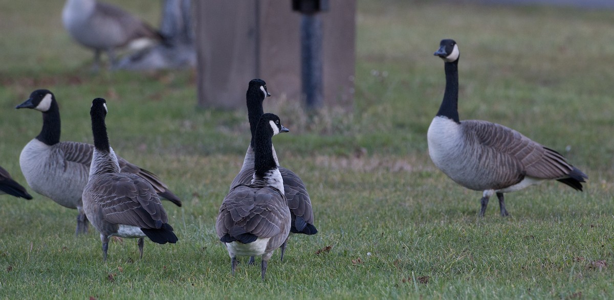 Canada Goose - ML21257821