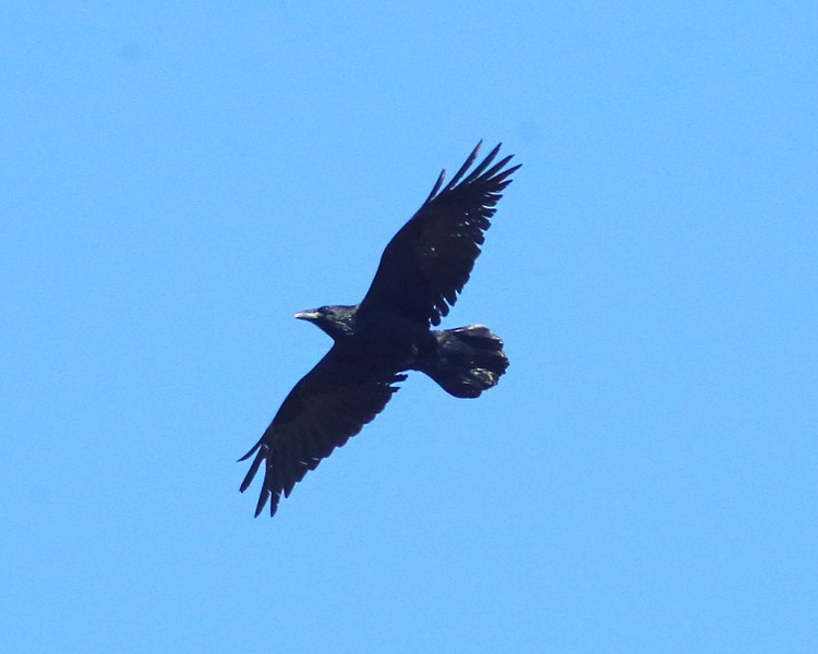 Common Raven - Tom Murray