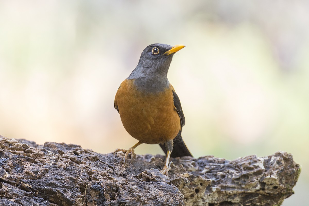 Chestnut Thrush - Jan-Peter  Kelder