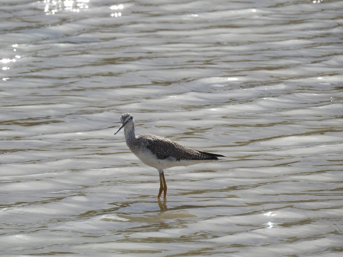 Greater Yellowlegs - ML212579091