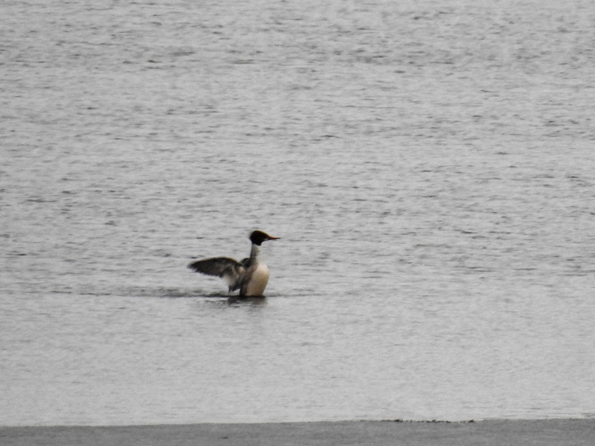 Common Merganser - ML212580731