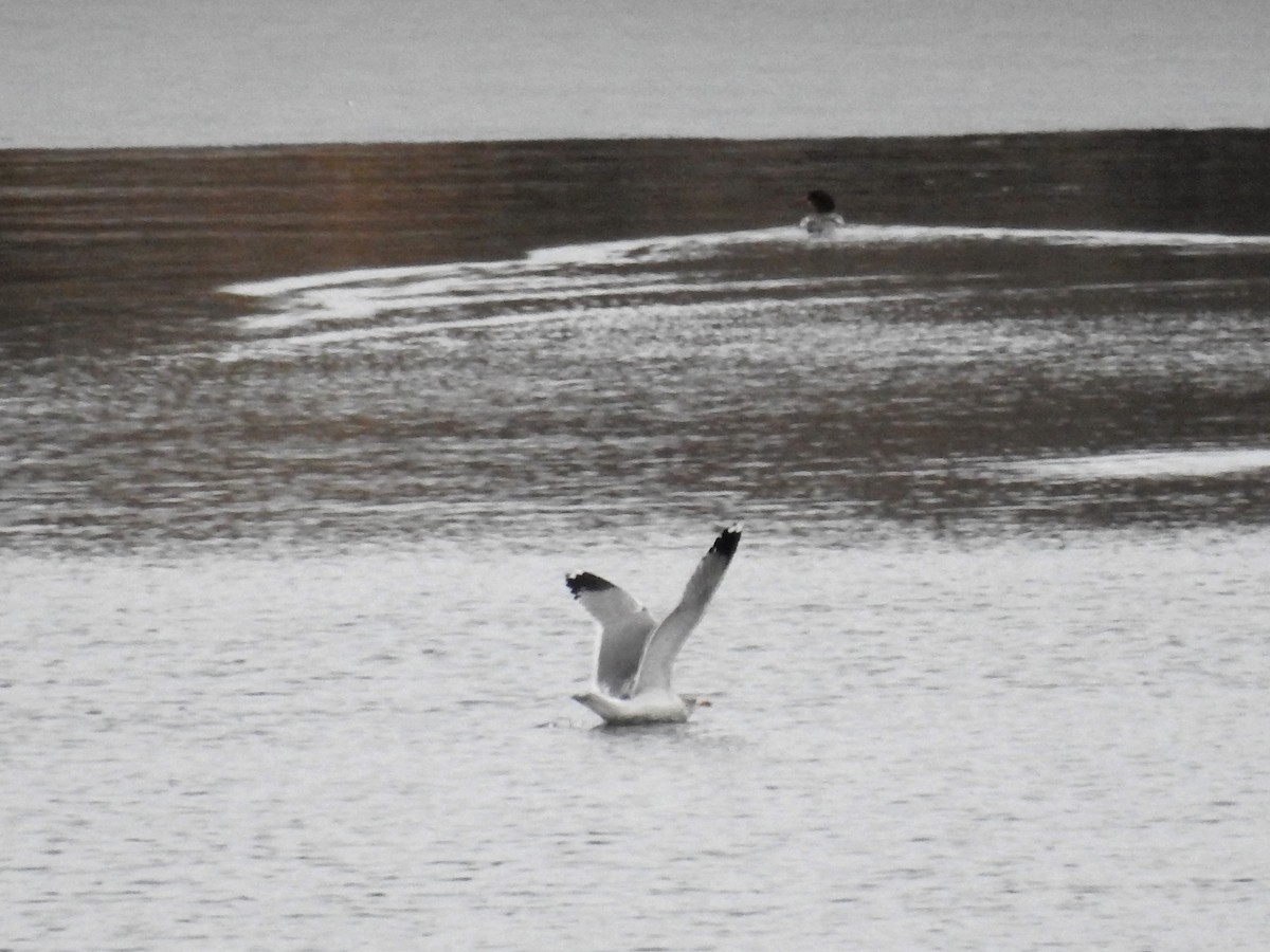 Gaviota Californiana - ML212580891