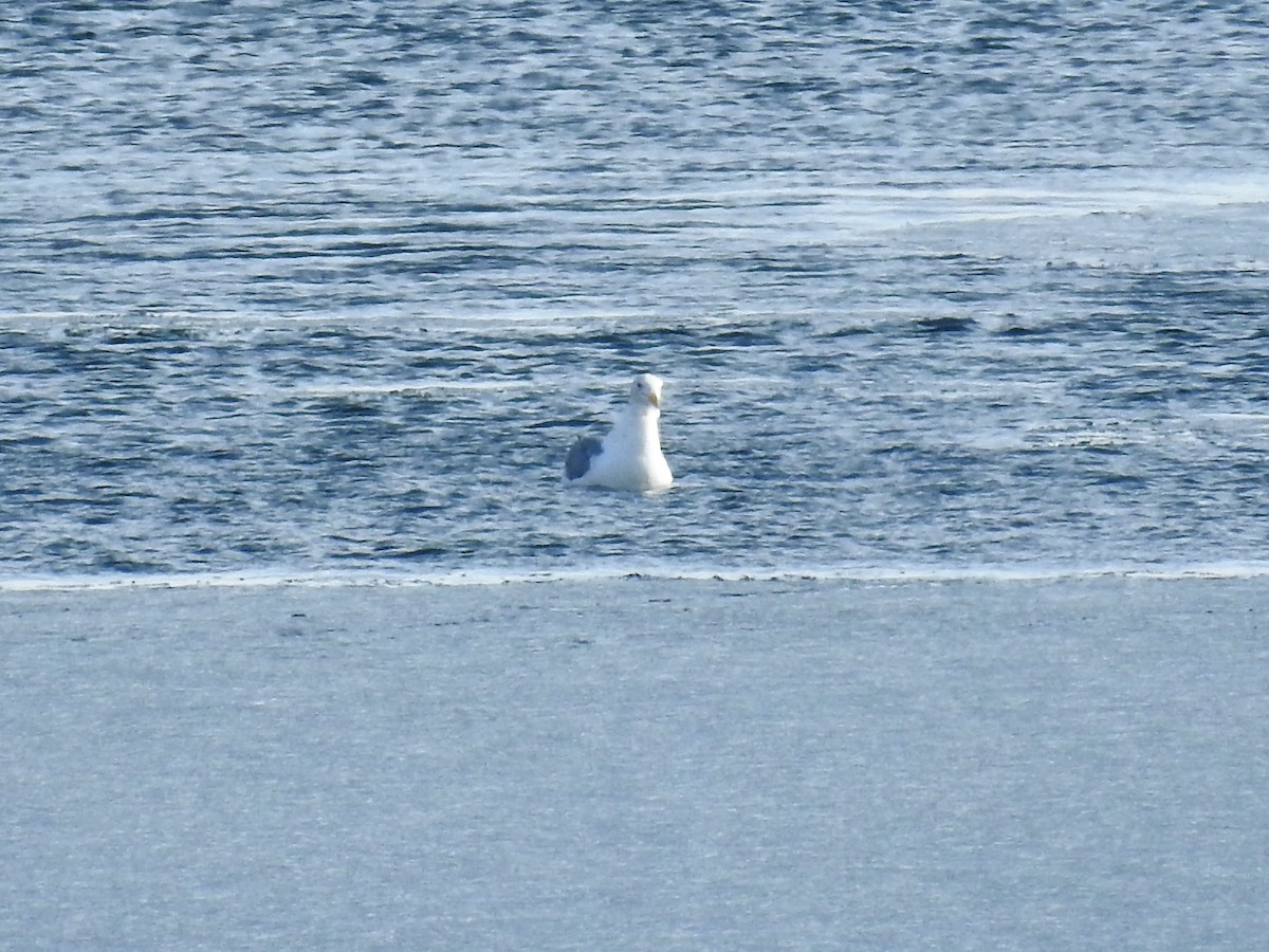 California Gull - ML212580921