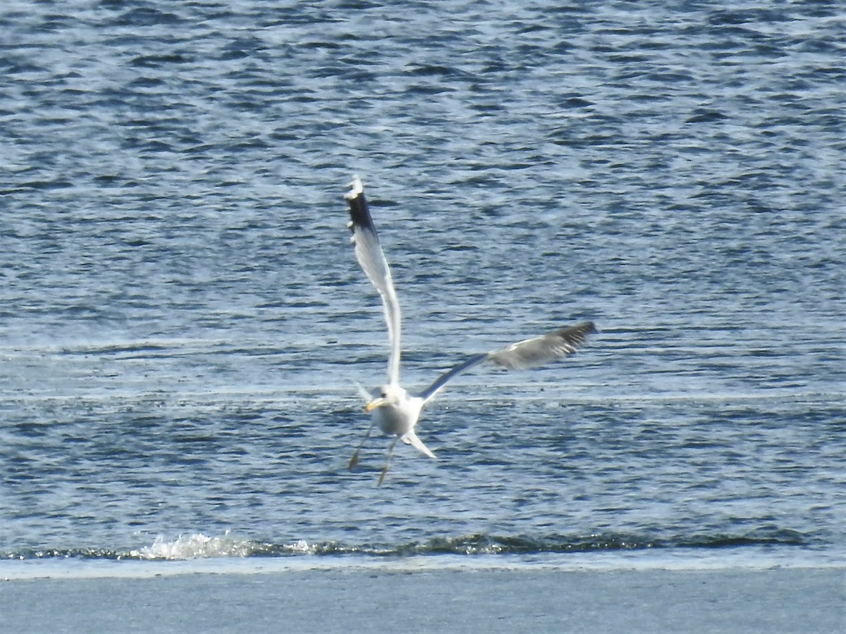 Gaviota Californiana - ML212580931