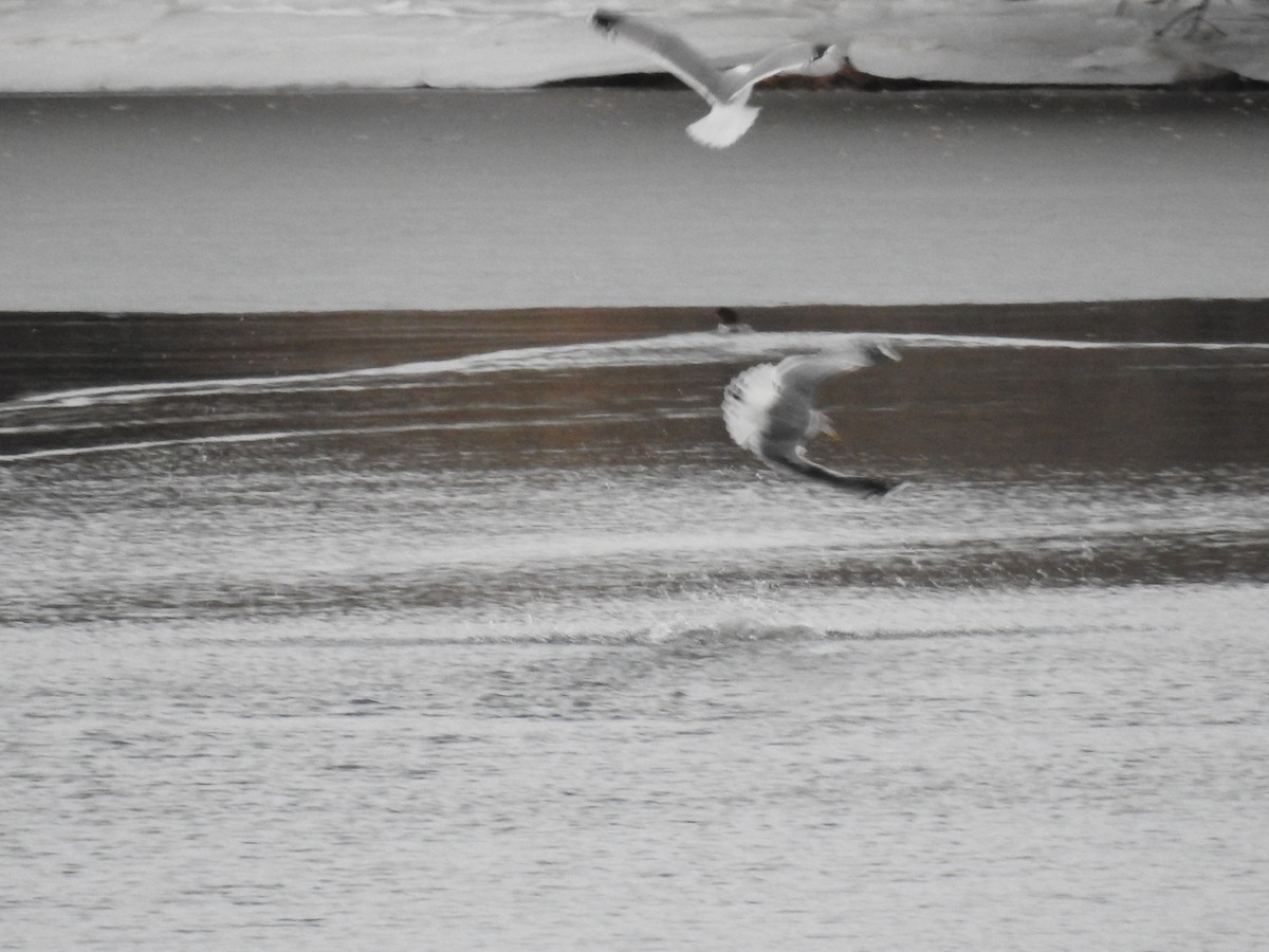 California Gull - Tina Toth