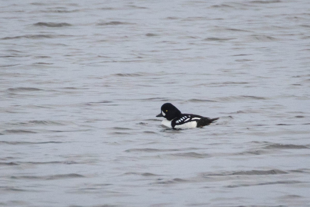 Barrow's Goldeneye - Tanner Martin