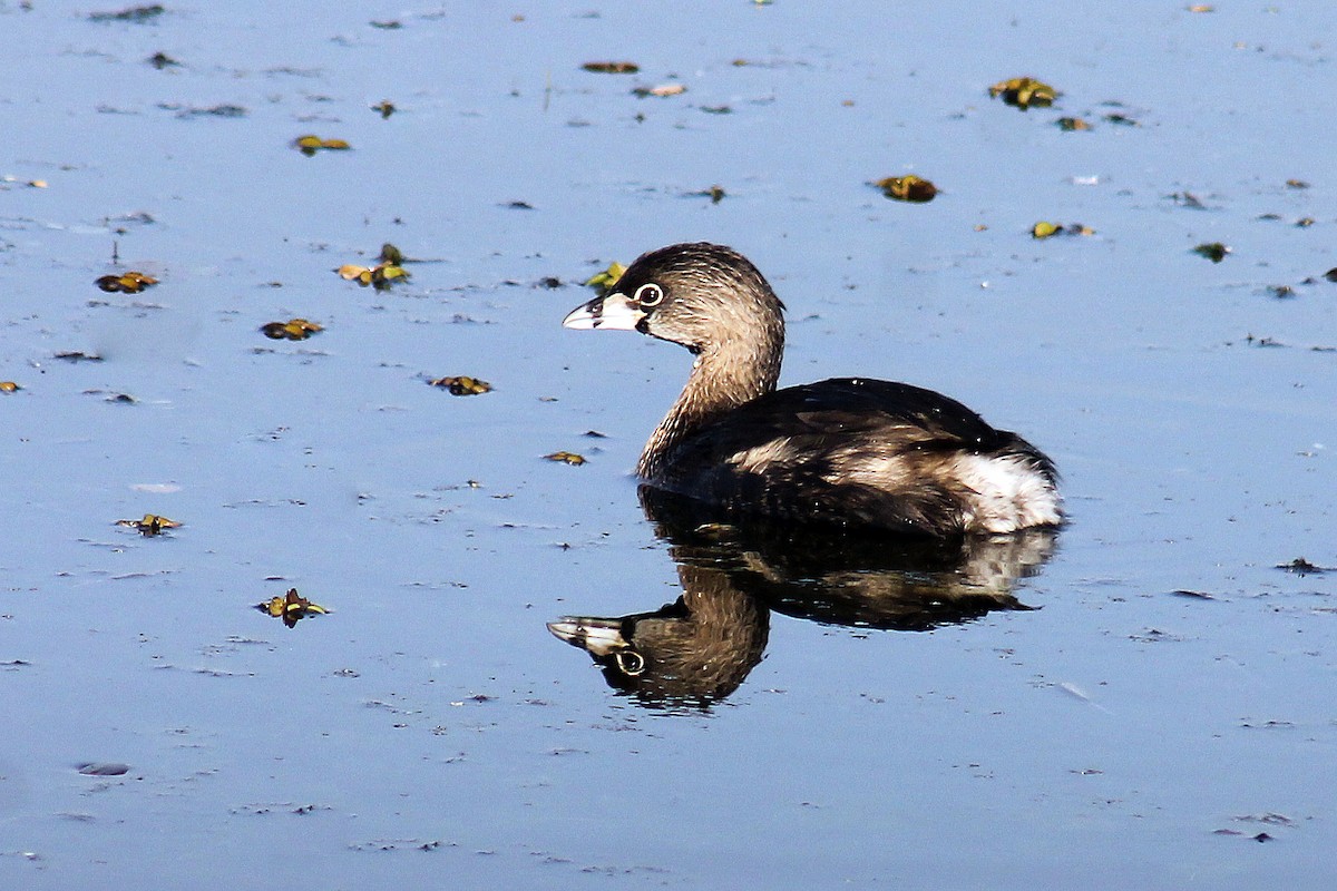 Pied-billed Grebe - ML212584391