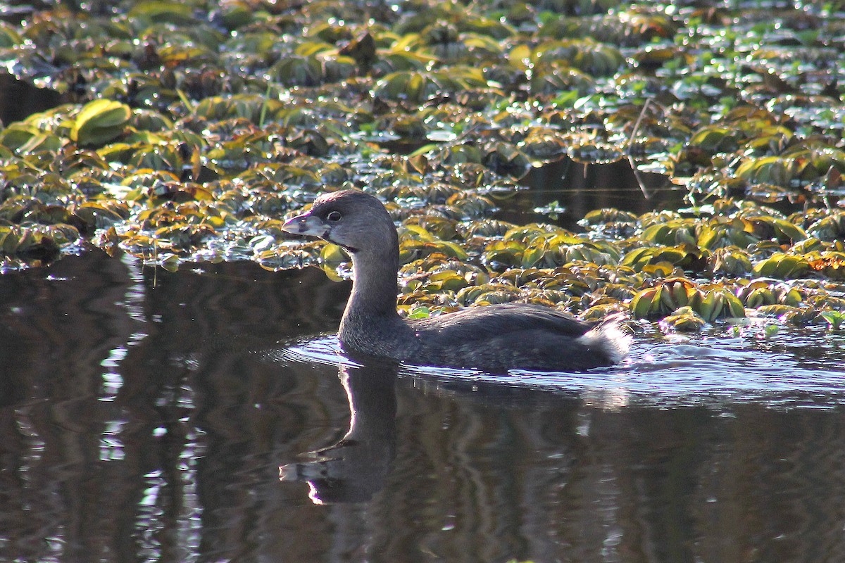 Pied-billed Grebe - Jorge Pruneda