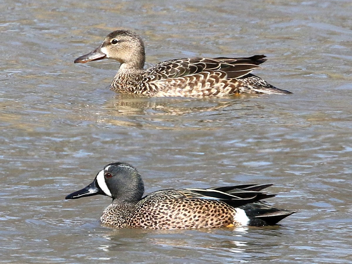 Blue-winged Teal - ML212585691