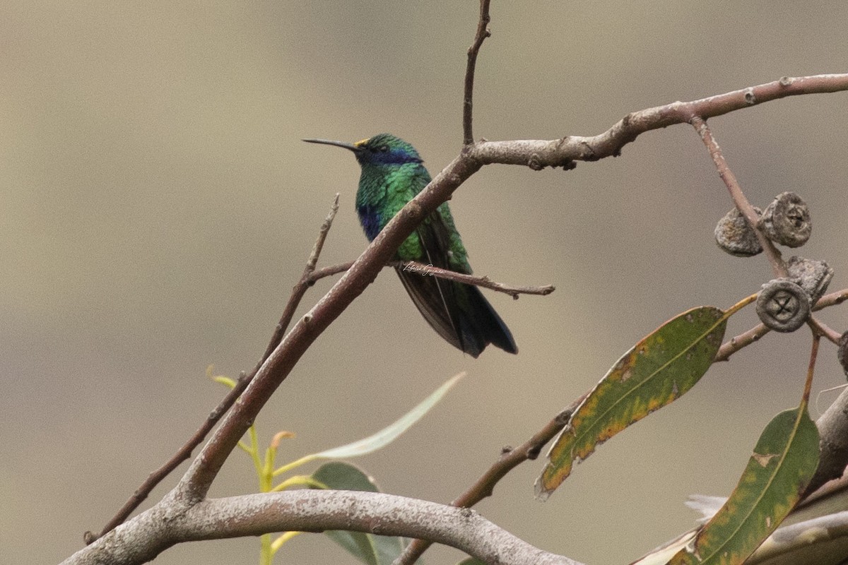 fiolørekolibri - ML212586601