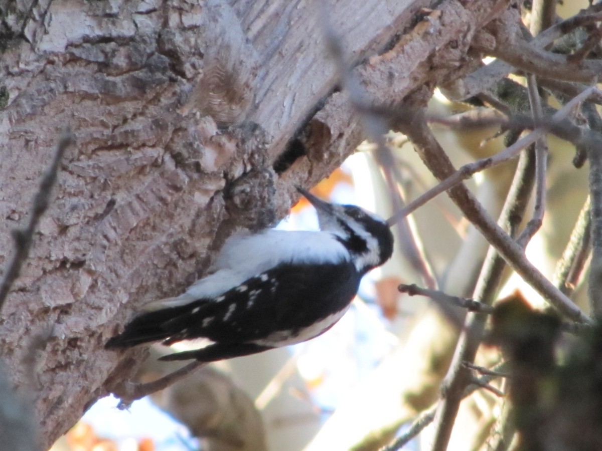 Hairy Woodpecker - ML21258731