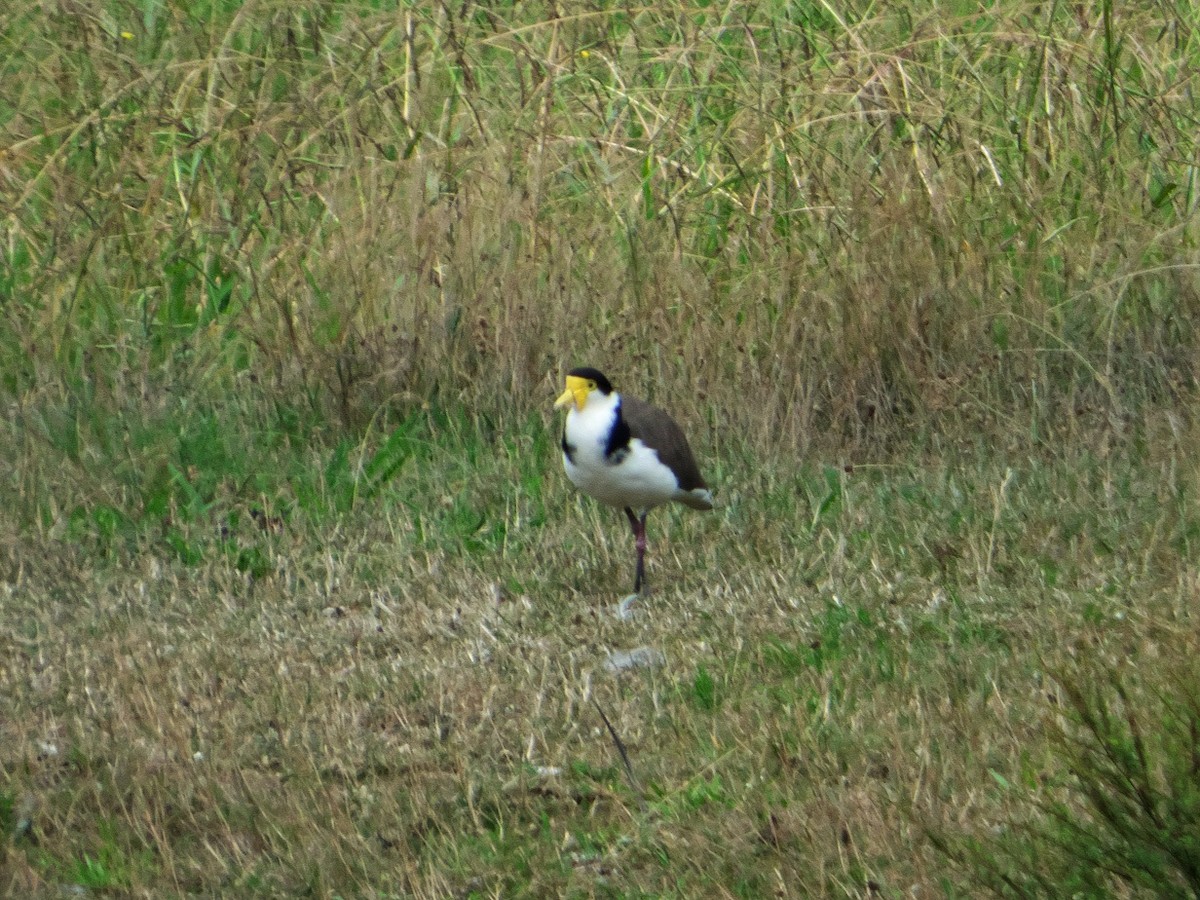 Masked Lapwing (Black-shouldered) - ML212591131