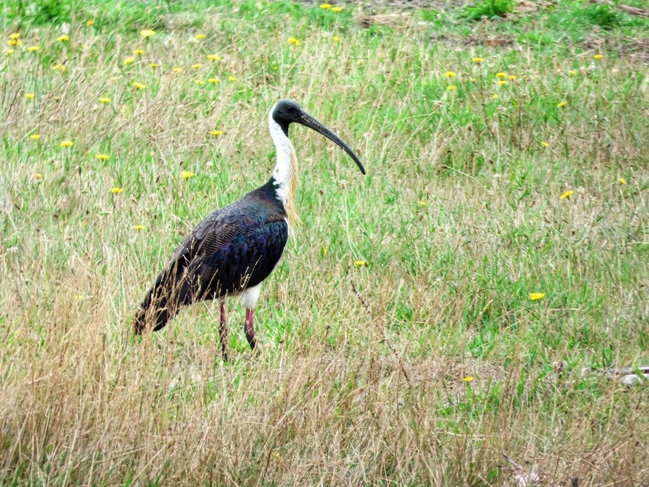 Straw-necked Ibis - ML212591251