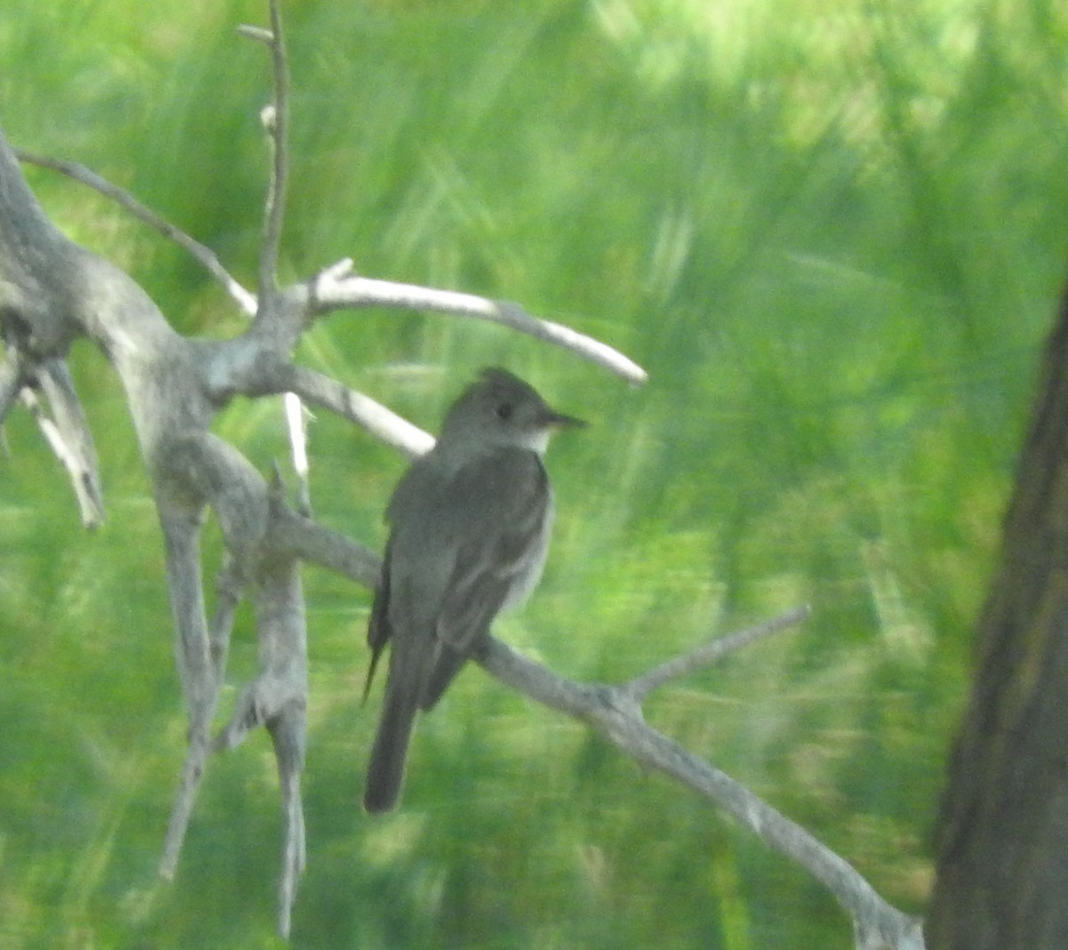 Western Wood-Pewee - ML212593871