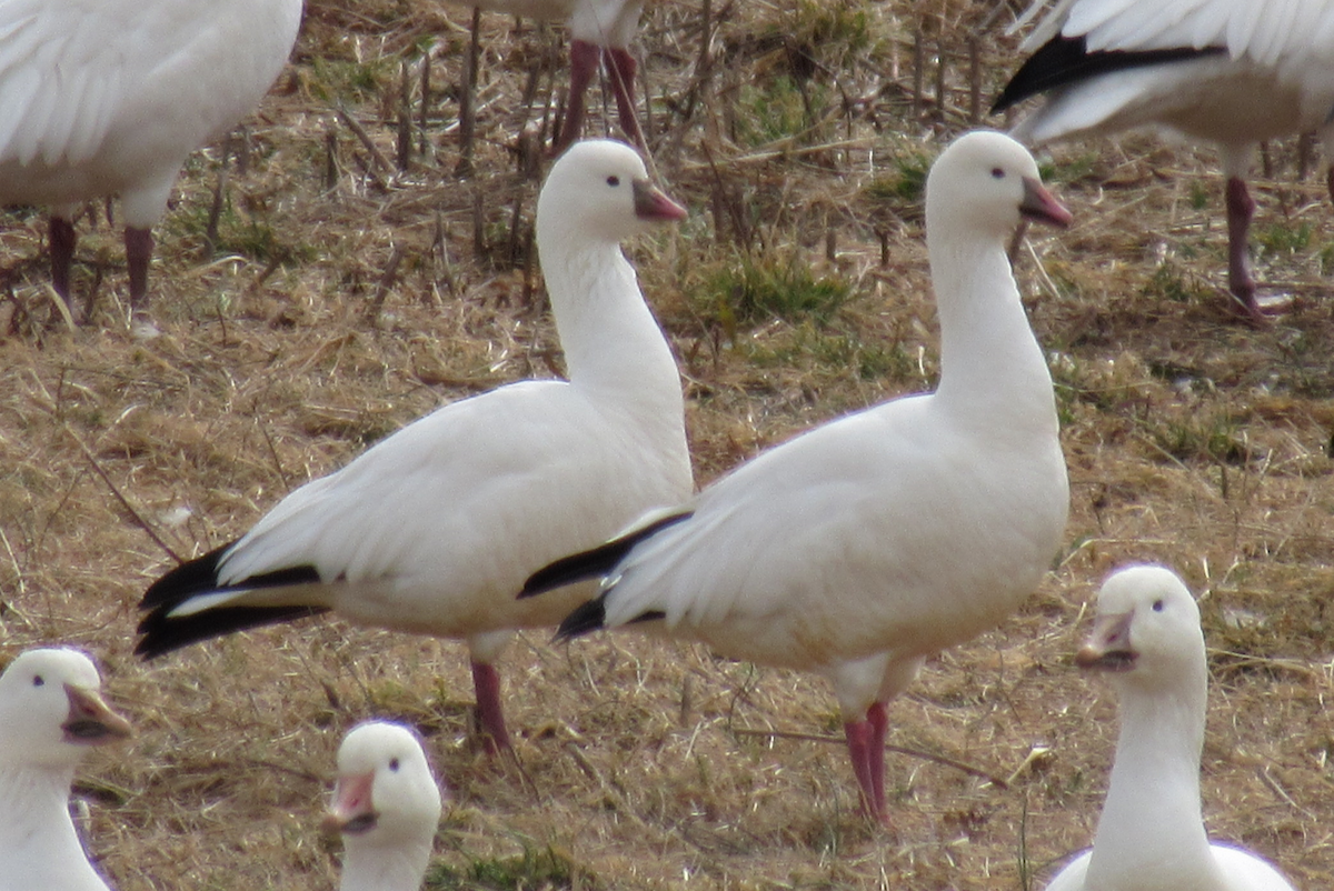 Ross's Goose - ML212594681