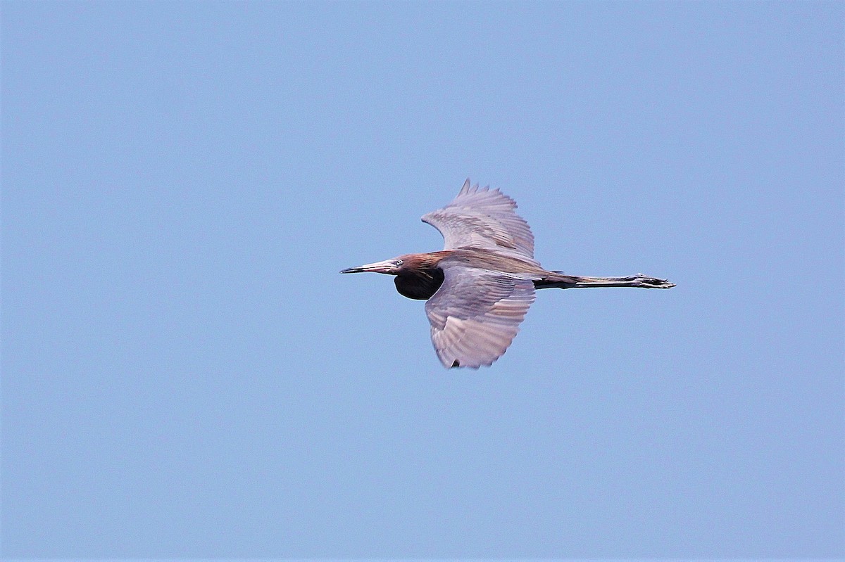 Reddish Egret - Dan Tankersley