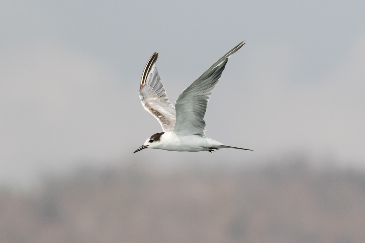 Common Tern - ML212595941