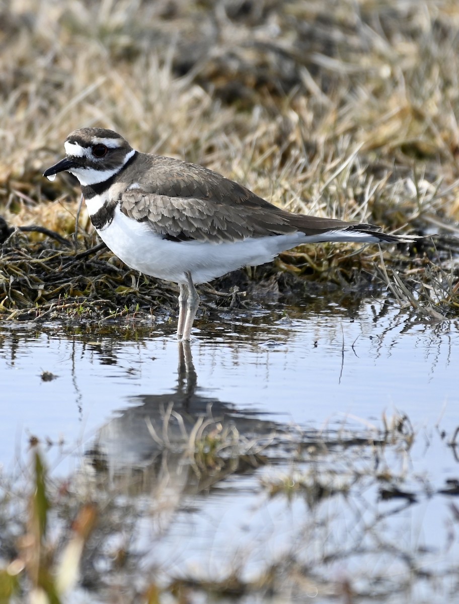 Killdeer - ML212598141