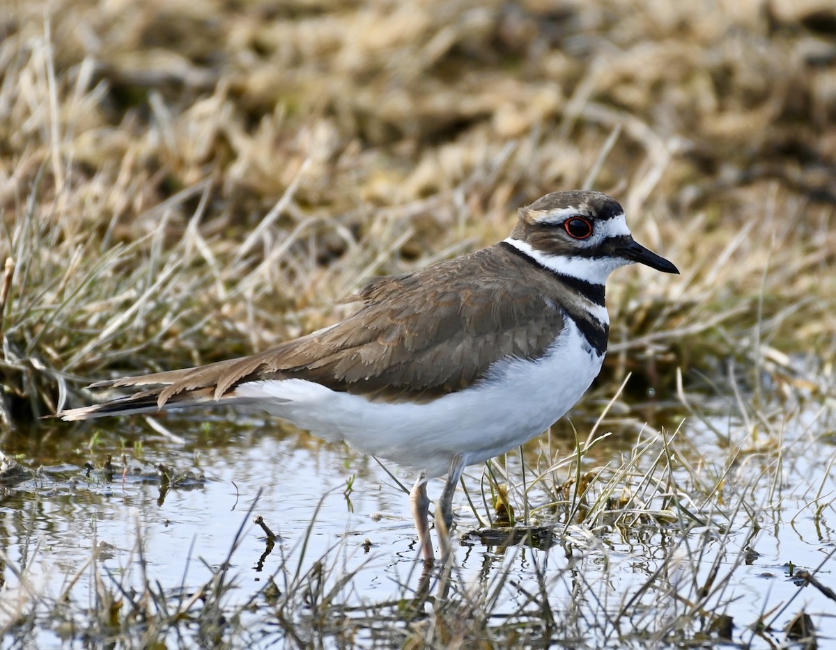 Killdeer - ML212598151