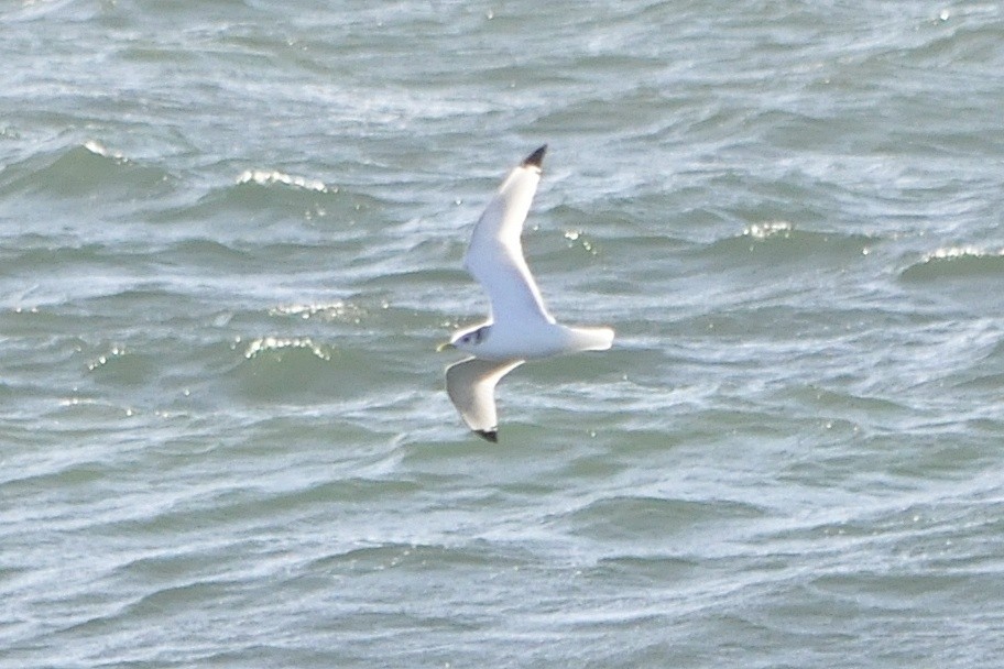 Black-legged Kittiwake - ML21260691