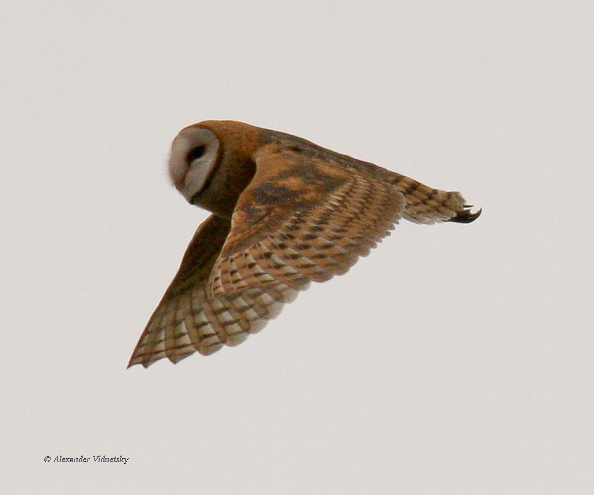 Barn Owl - ML212606961