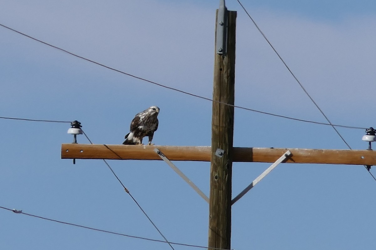 Rough-legged Hawk - ML212608231