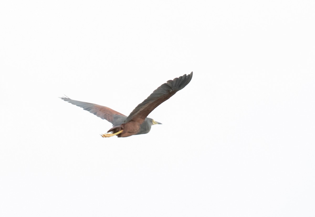 Rufous-bellied Heron - Richard Webber