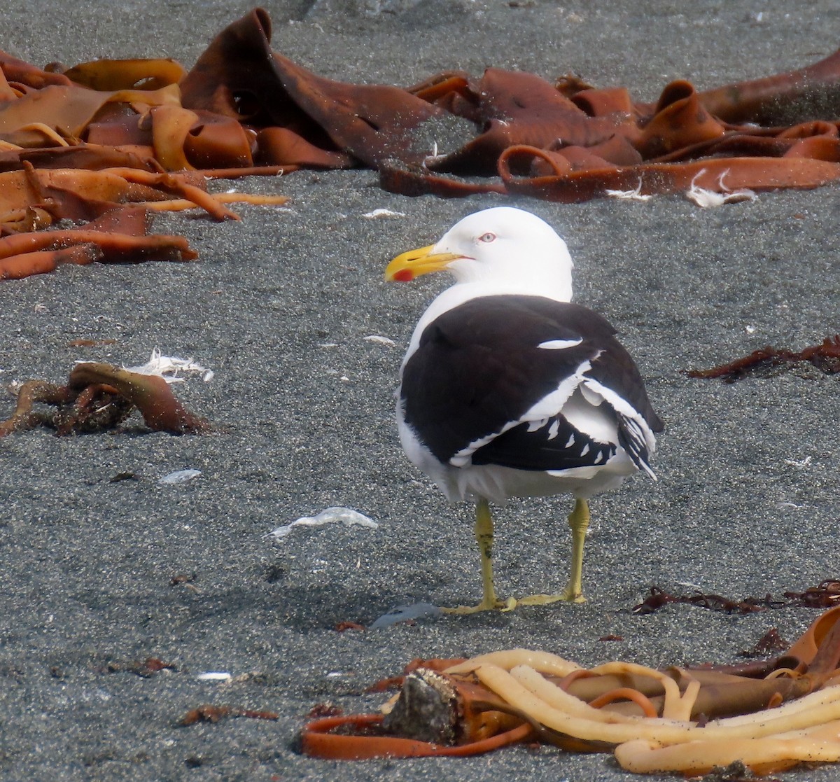 Kelp Gull - ML212608531